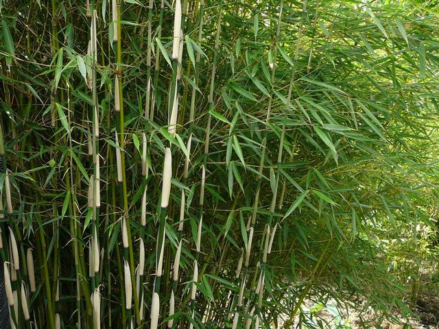 Bamboe (Sinarudinaria)