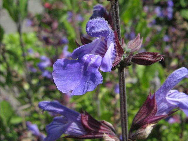 Echte-salie (Salvia officinalis)
