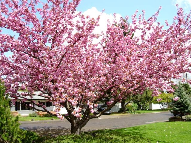 Prunus (Rosaceae)