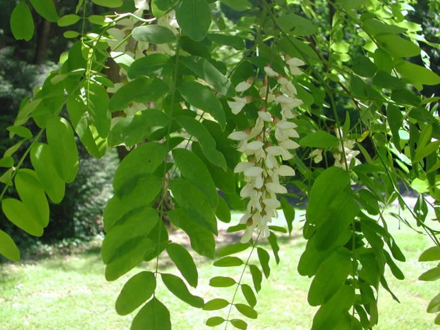 Robinia (Robinia pseudoacacia)