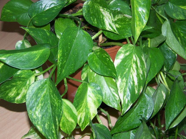 Skimmia (Rutaceae)