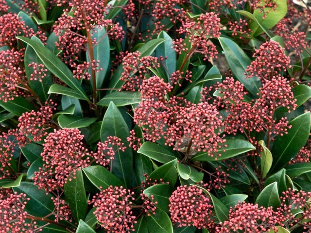 Skimmia (Rutaceae)