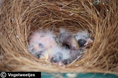 foto: 4 jonge kanaries geboren 20-05-2014.
