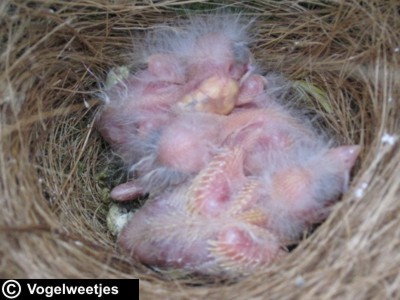 foto: Nestje jonge kanaries van 4 dagen oud.