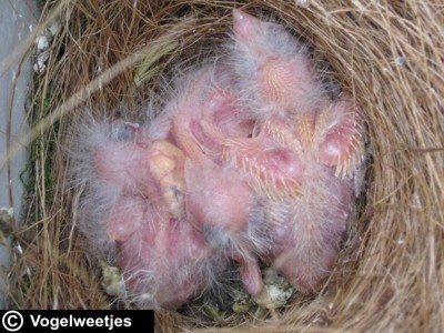 foto: Nestje jonge kanaries van 5 dagen oud.