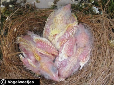 foto: Nestje jonge kanaries van 7 dagen oud.