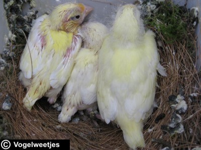 foto: Nestje jonge kanaries van 11 dagen oud.