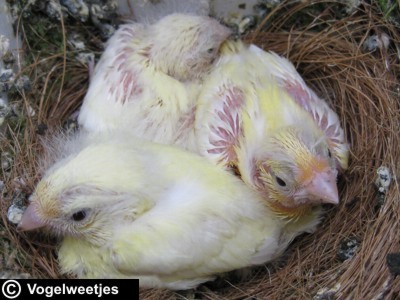 foto: Nestje jonge kanaries van 12 dagen oud.
