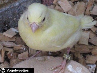 foto: Jonge kanarie van 15 dagen oud, komt net uit nest.