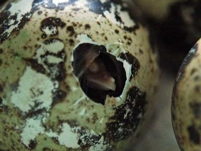 foto: Het uitkomend van een japanse dwergkwarteleitje.
