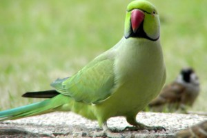 vogel foto: Abesijnse halsbandparkiet 