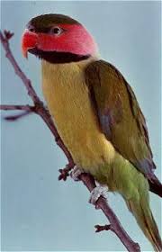 vogel foto: Andamanen langstaartparkiet