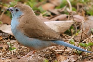 vogel foto: angola blauwfazantje