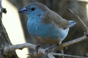 vogel foto: angola blauwfazantje