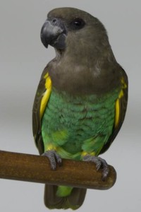 vogel foto: Angola meyerpapegaai