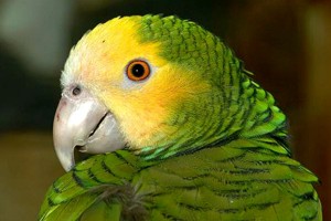 vogel foto: Belize amazone