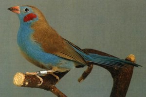 vogel foto: blauwfazantje