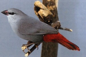 vogel foto: blauwgrijs roodstaartje
