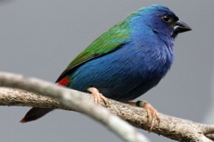 vogel foto: blauwgroene papegaai amadine