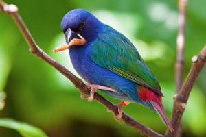 vogel foto: blauwgroene papegaai amadine