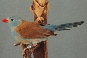 vogel foto: blauwkopblauwfazantje