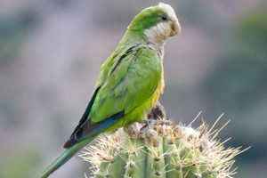 vogel foto: Boliviaanse muisparkiet