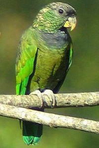 vogel foto: boliviaanse papegaai