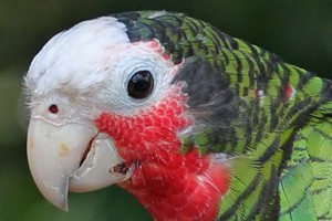 vogel foto: Cuba amazone