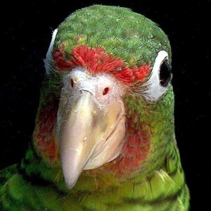 vogel foto: Culebra amazone