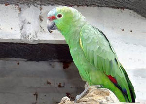 vogel foto: Diadeem Amazone