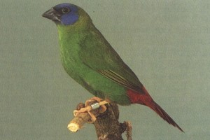 vogel foto: driekleurpapegaaiamadine