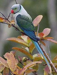 vogel foto: Malabarparkiet
