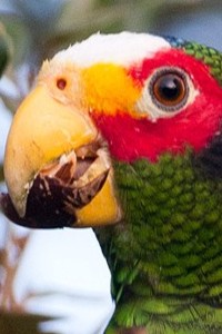 vogel foto: Geelteugel amazone