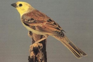 vogel foto: goudmus-bruinrug