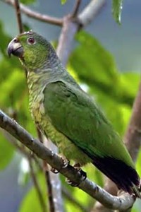 vogel foto: Martinique Amazone