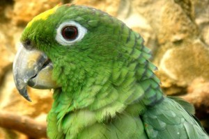 vogel foto: Grote amazone