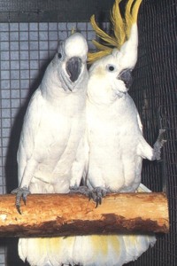 vogel foto: grote geelkuifkaketoes