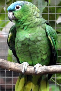 vogel foto: Guatemala amazone