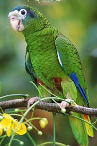vogel foto: Hispaniola amazone
