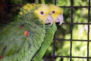 vogel foto: Honduras amazone