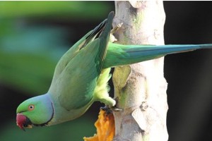vogel foto: indische halsbandparkiet