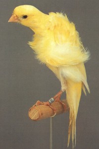 vogel foto: frisé kanarie