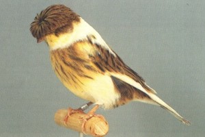 vogel foto: kanarie gekuifderassen