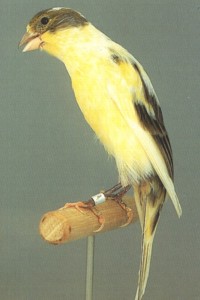 vogel foto: kanarie houdingrassen