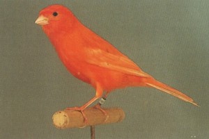 vogel foto: kleurkanarie