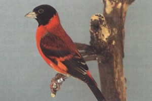 vogel foto: kapoetsensijs