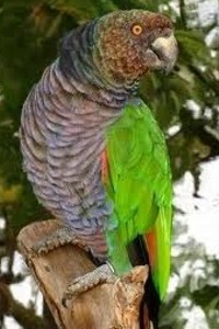 vogel foto: keizer amazone