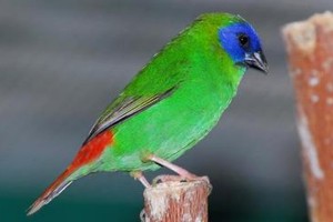 vogel foto: Konings kortstaart papegaaiamadine