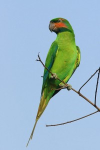 vogel foto: Malakka langstaartparkiet