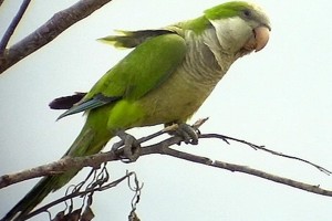 vogel foto: Mendoza muisparkiet